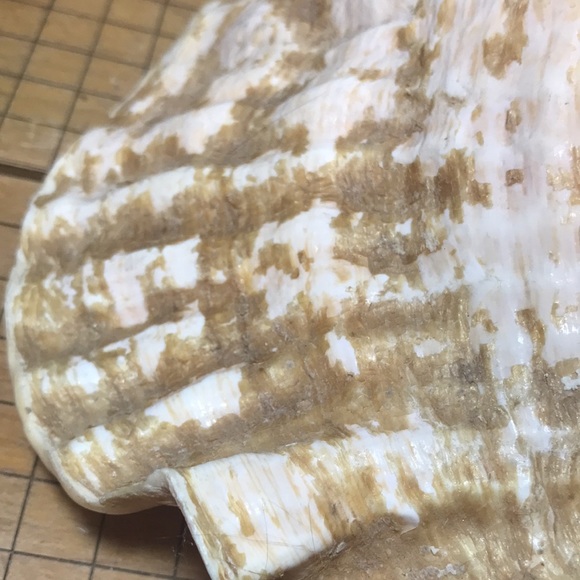 Extra Large Pink Queen Conch Shell Slit Harvest Partial Rustic Flakey Beige Coat - Picture 9 of 11